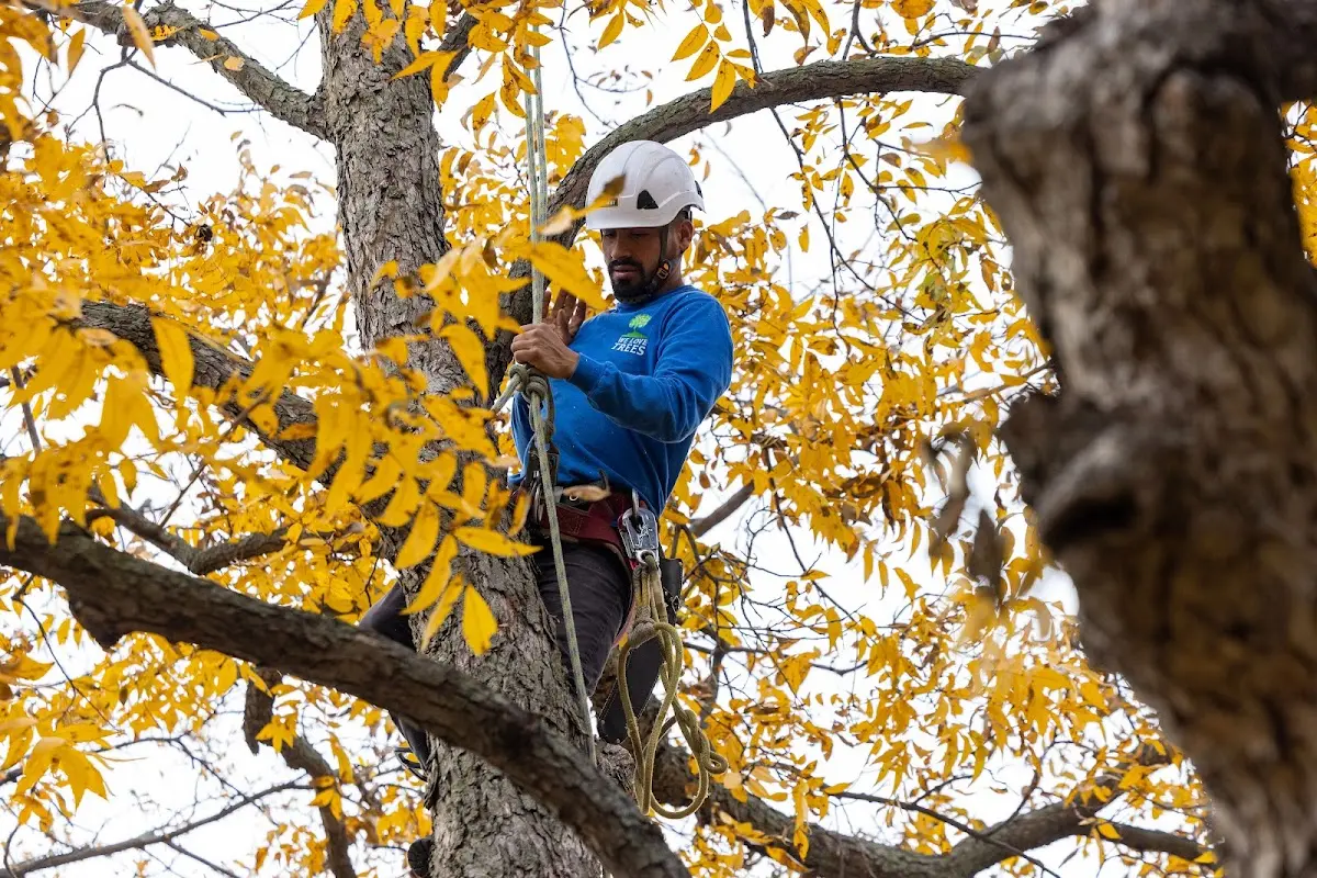 Skilled Tree Pruning crew working in Greenwood