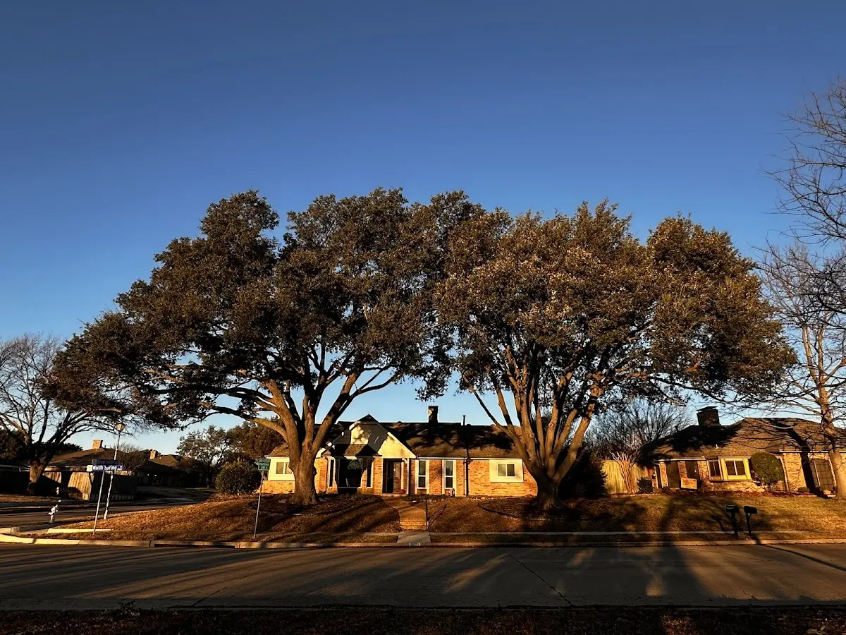 Established residential canopy tree shading a home in Greenwood